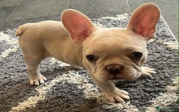 French Bulldog dogs for sale: Beautiful non kc female  - Image 3