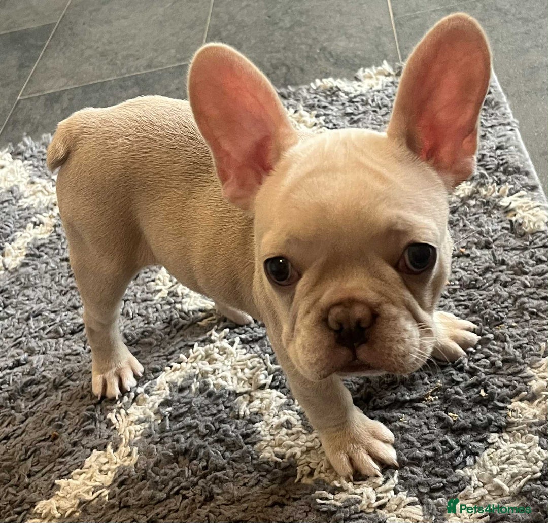 French Bulldog dogs for sale: Beautiful non kc female  - Image 3