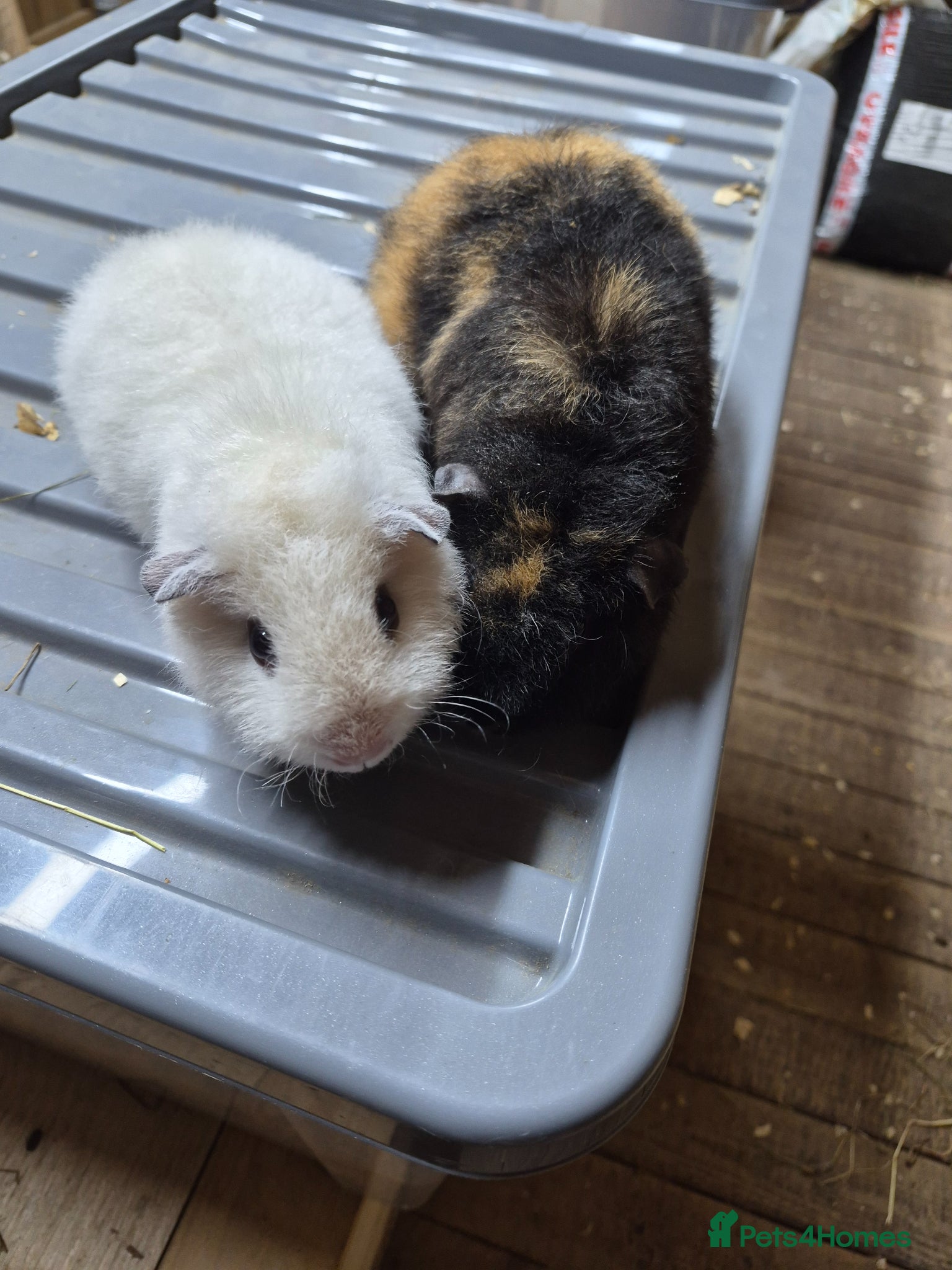 Guinea Pig rodents Teddy boys  - Advert 2