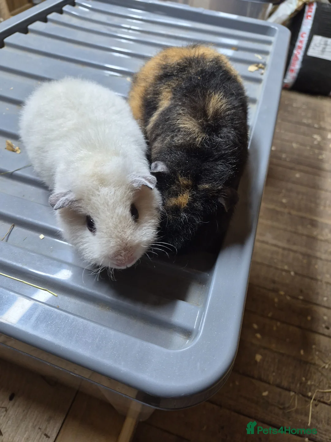 Guinea Pig rodents for sale: Teddy boys  - Advert 1