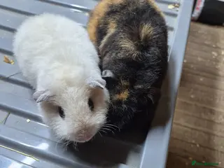 Guinea Pig rodents Teddy boys - Advert 2