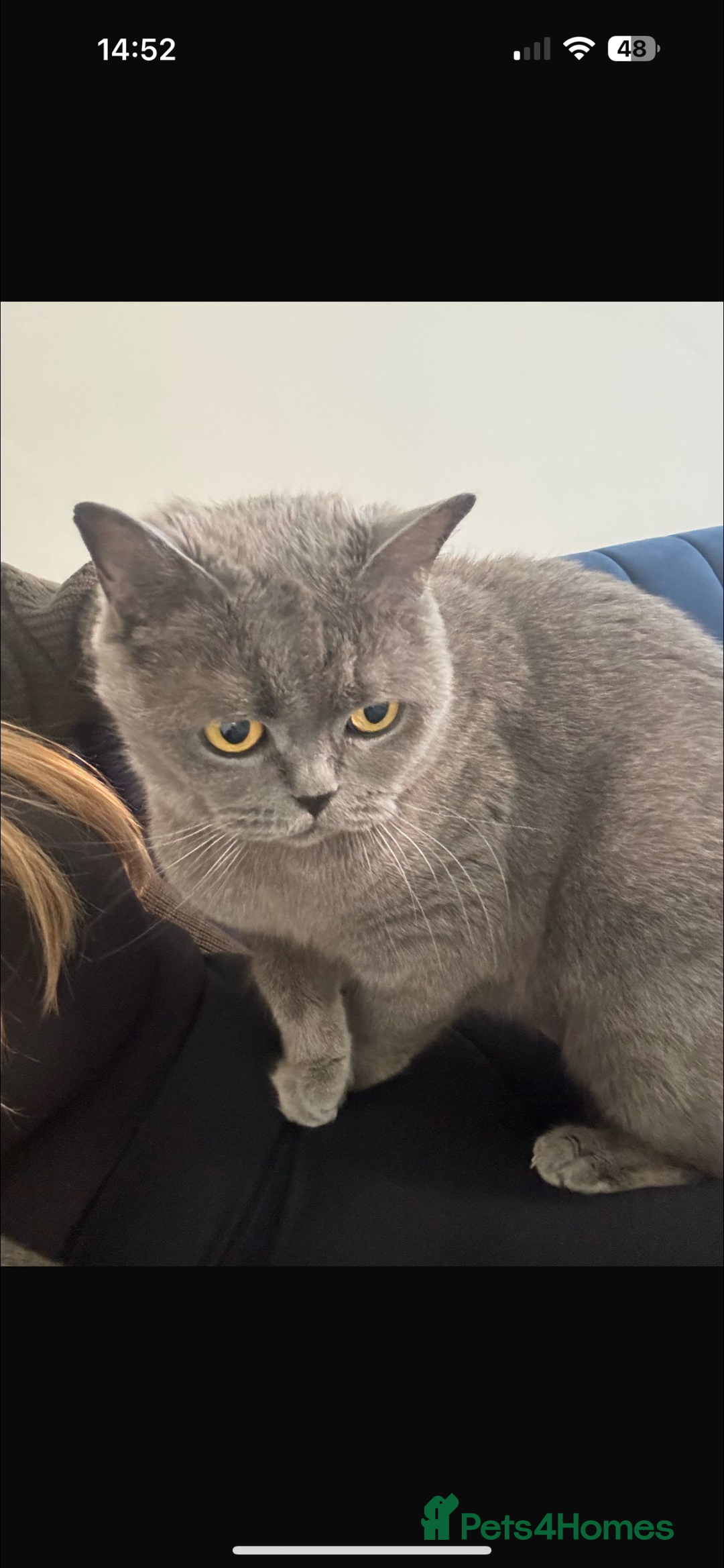 British Shorthair cats for sale: Female British short hair  - Advert 1