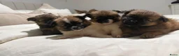 Pomeranian dogs for sale: POMERANIAN PUPPIES – BOYS & GIRLS in Stanford-le-Hope - Advert 2