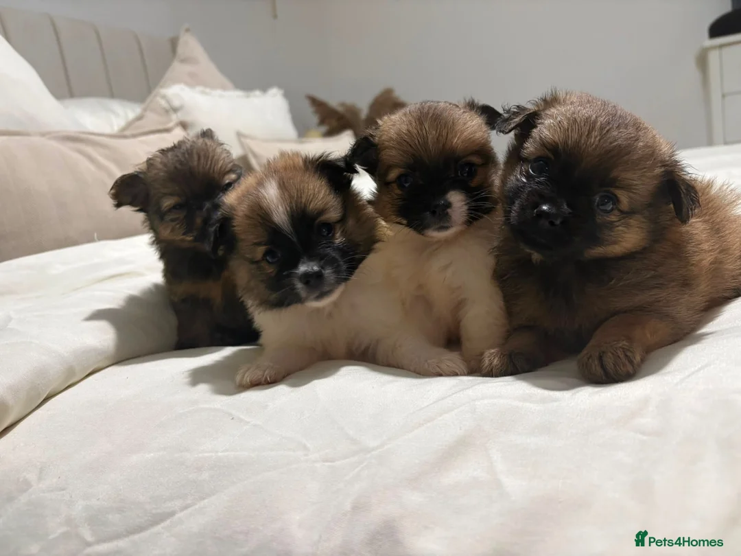 Pomeranian dogs for sale: POMERANIAN PUPPIES – BOYS & GIRLS in Stanford-le-Hope - Advert 2