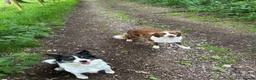 Border Collie dogs for sale: Tri-colour border collie READ DESCRIPTION in Nuneaton - Advert 5