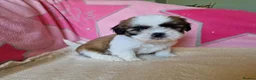 Shih Tzu dogs for sale: Miniature Shih-tzu's  - Advert 16
