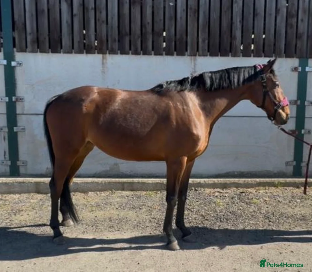 English Thoroughbred horses for sale: Companion / project for experienced home only - Advert 2