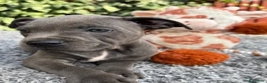 Staffordshire Bull Terrier 6