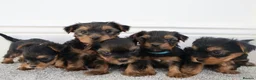 Yorkshire Terrier dogs for sale: Adorable Yorkshire Terrier Puppies 5 11.11.2026 - Advert 17
