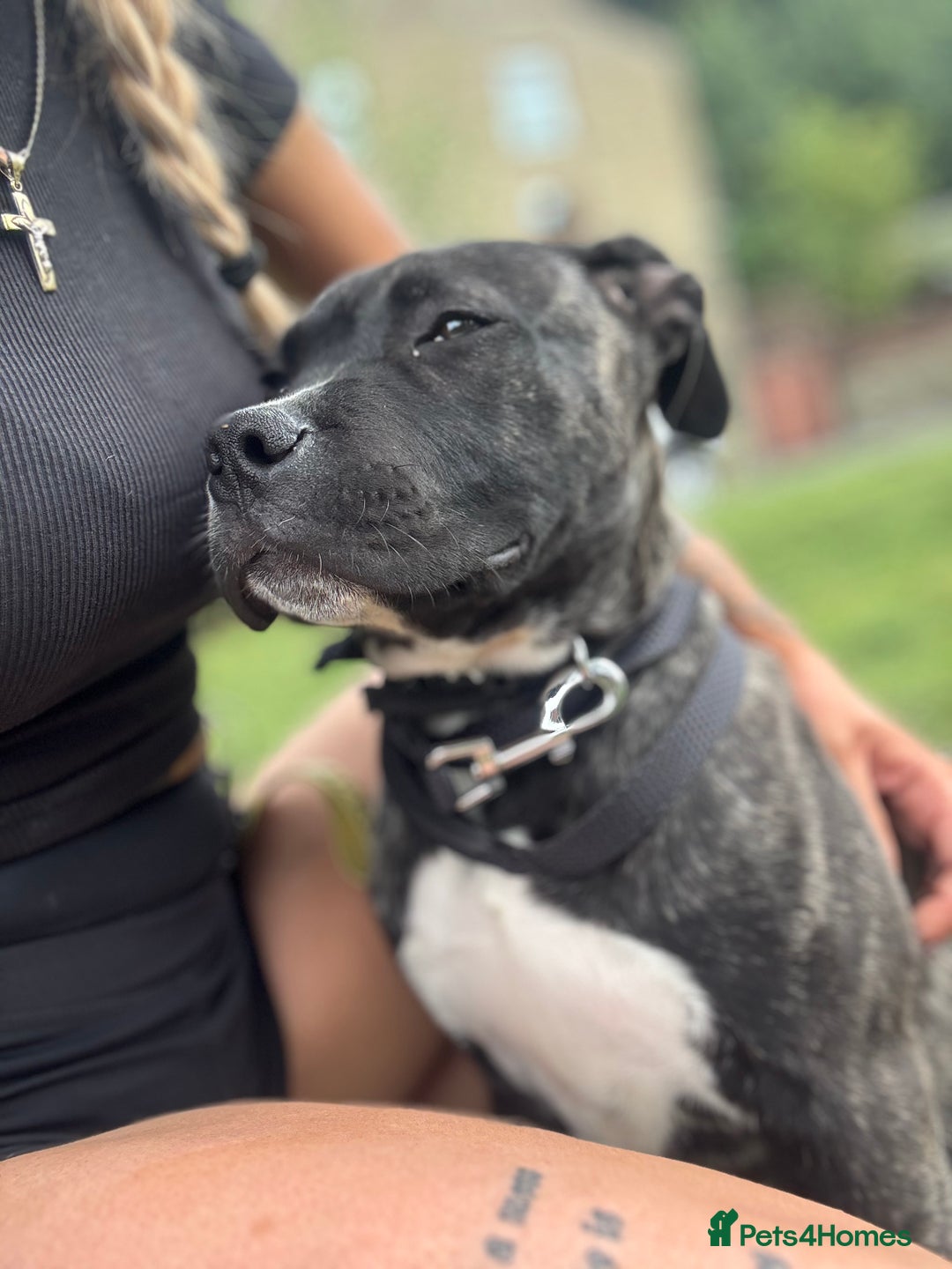 Cane Corso dogs for sale: 4.5 months old boy came corso  - Image 4