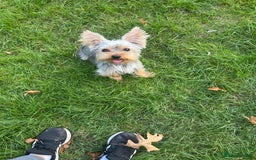 Yorkshire Terrier dogs for sale: I'm looking for a new family - Image 2