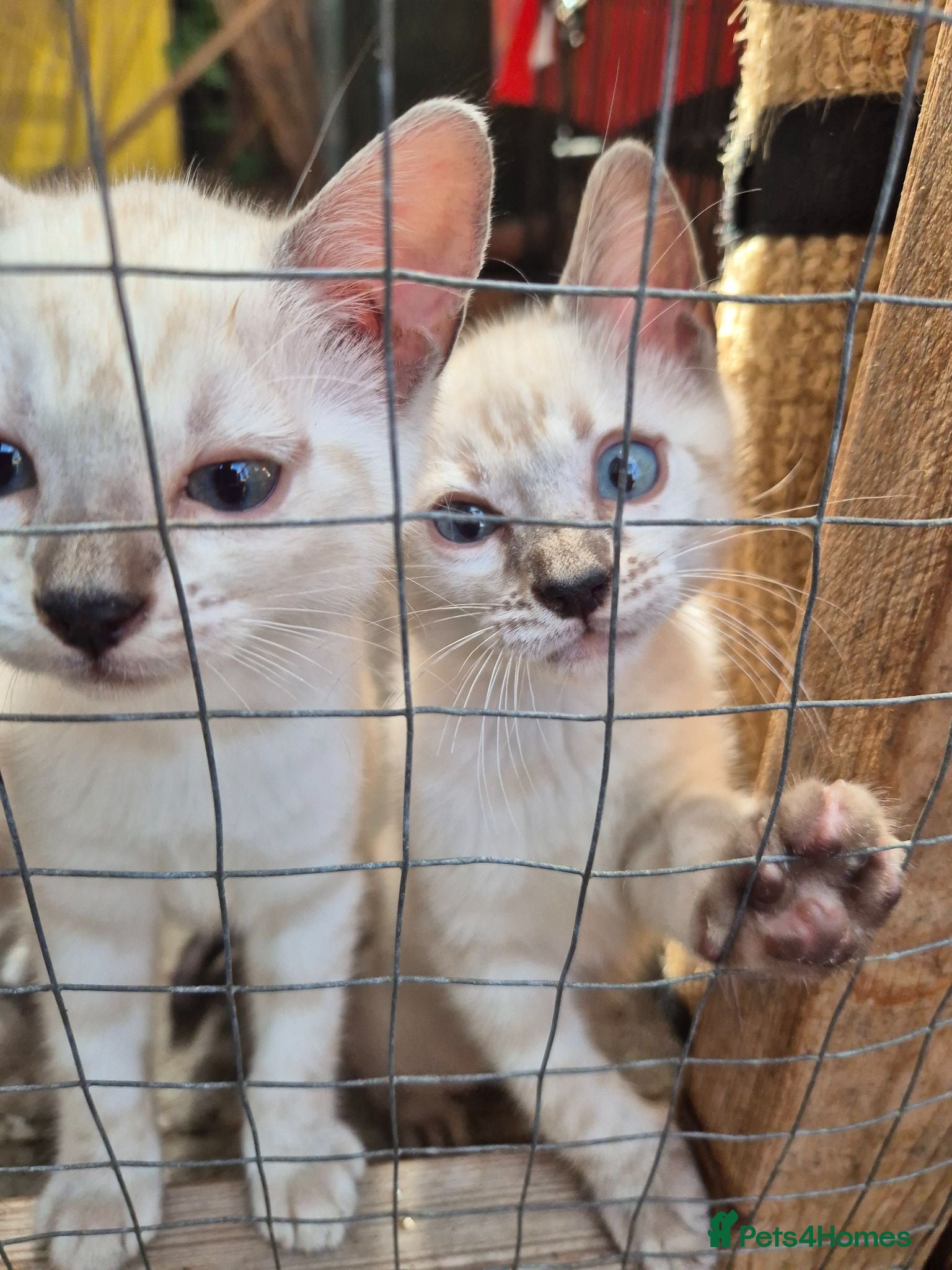 Mixed Breed cats Bengal Kittens  - Advert 12