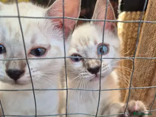 Mixed Breed cats Bengal Kittens - Advert 12