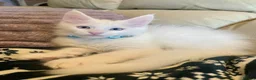 Maine Coon cats for sale: Purebred Maine Coon Boys Needing A Loving Home 😻 - Advert 12