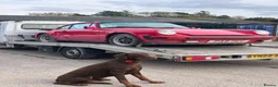 Dobermann dogs for stud: Lorcan (Lorcs) in Burton-on-Trent - Advert 8