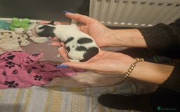 Mi-Ki dogs for sale: Mi-ki beautiful puppies arrived  - Image 15