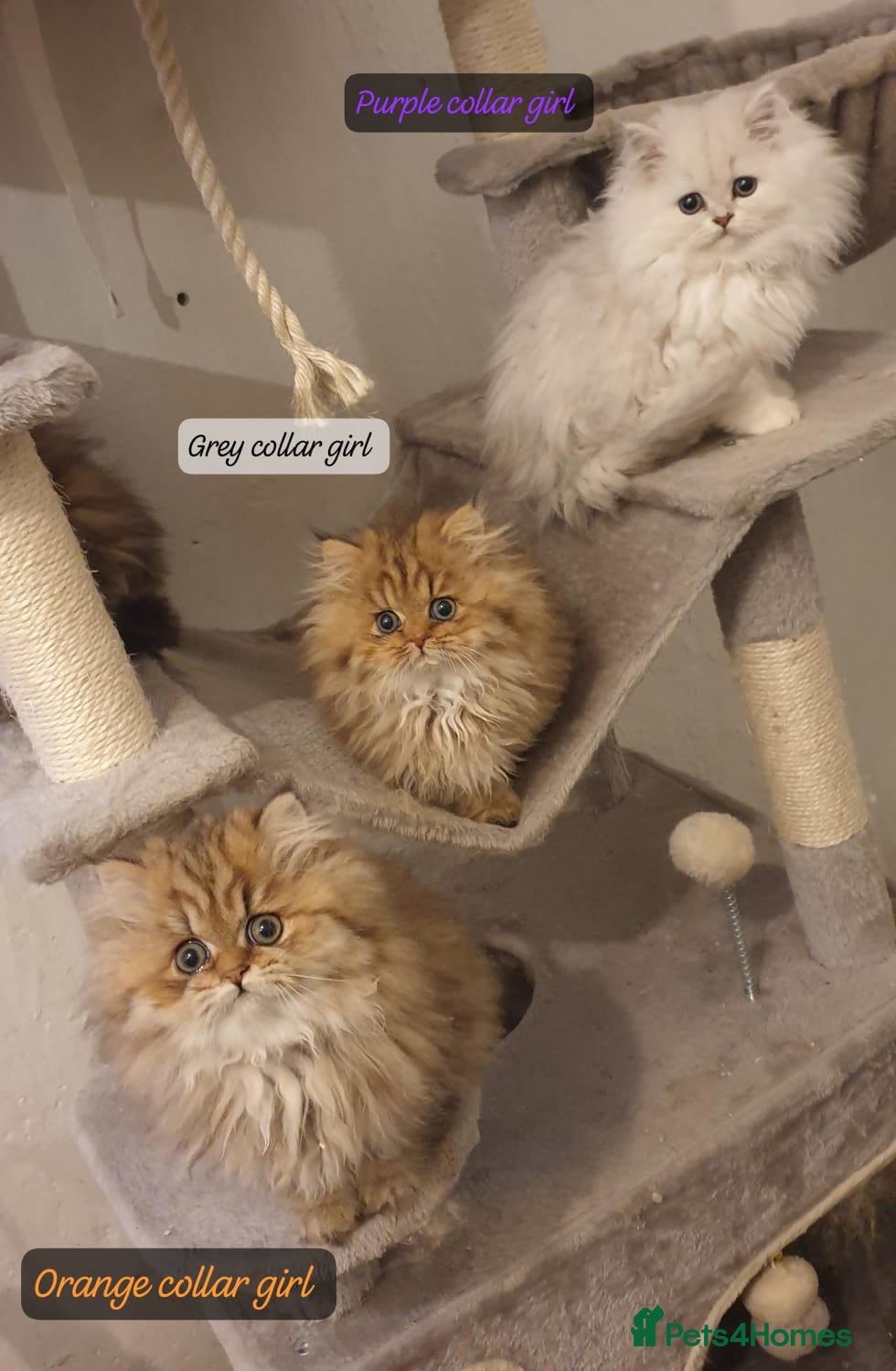 Persian cats 💖Beautiful Pedigree Chinchilla Persian Kittens. - Advert 3