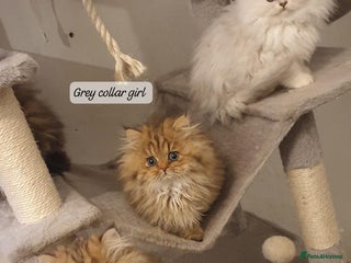 Persian cats 💖Beautiful Pedigree Chinchilla Persian Kittens. - Advert 12