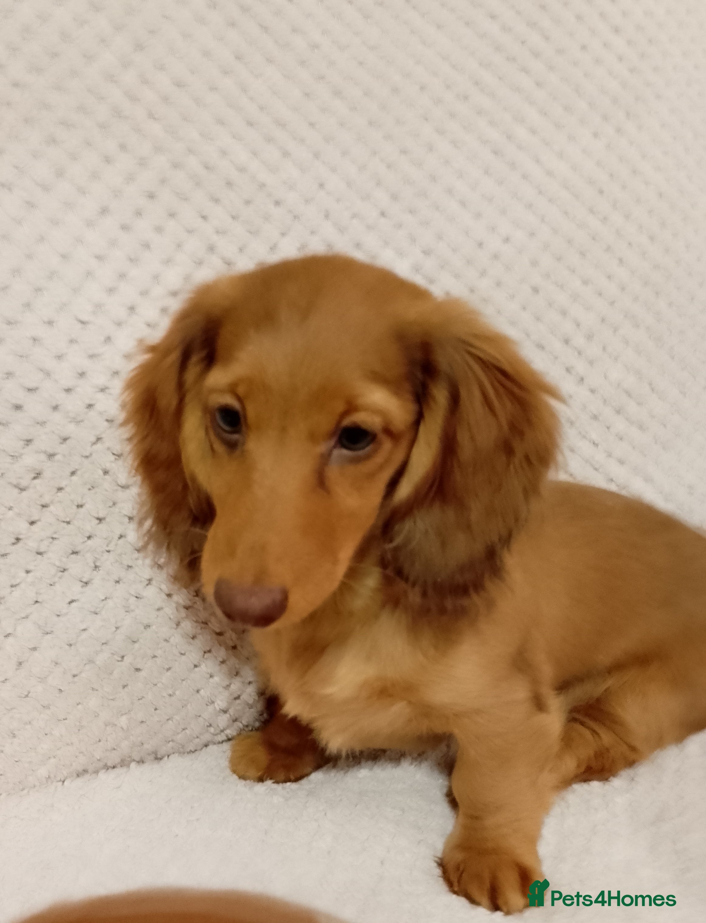 Miniature Dachshund dogs KC PRA Clear Mini Longhair Girl - Ready – Dapple - Advert 1