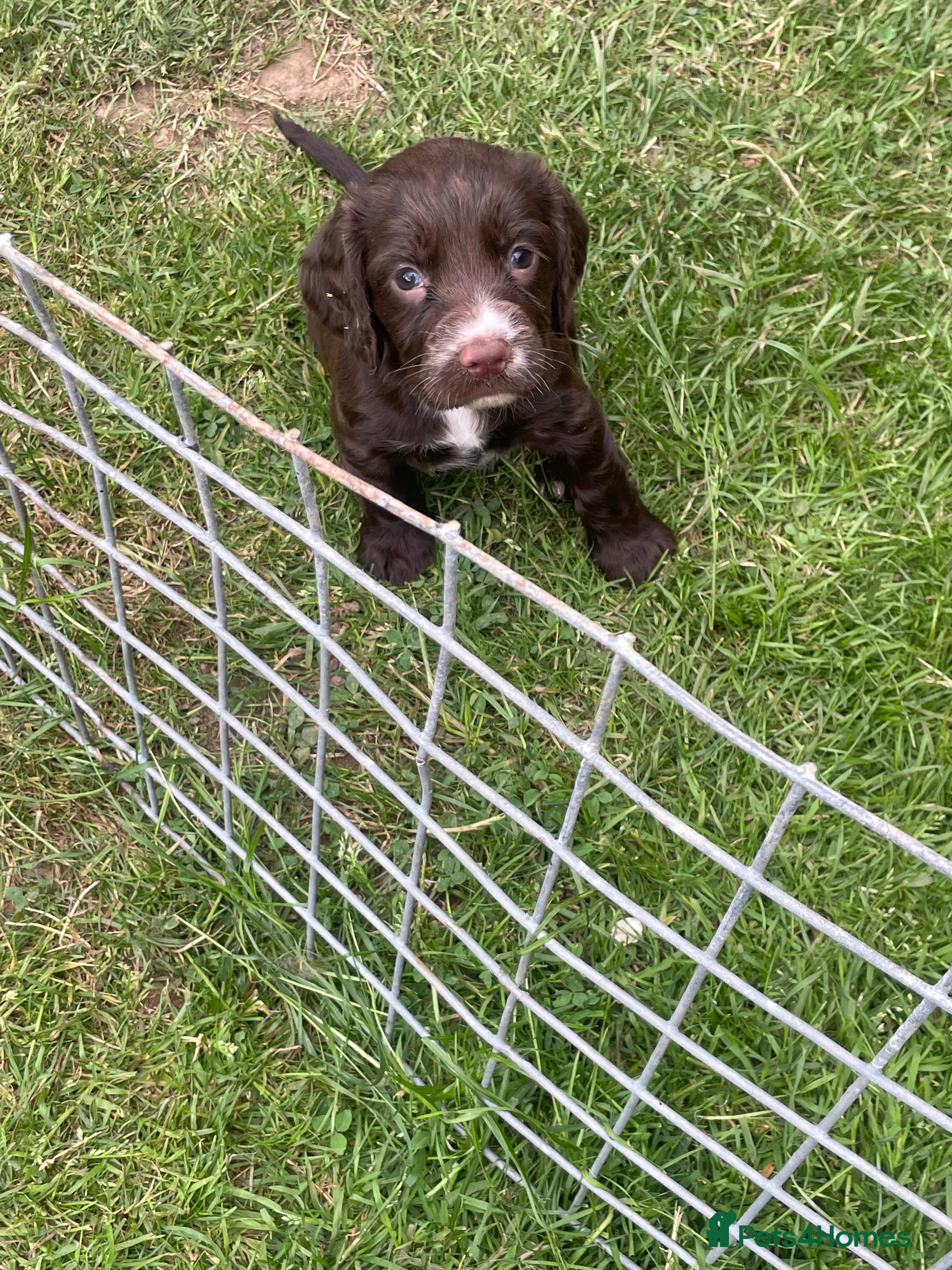 Cocker Spaniel dogs Working cocker spaniels - Advert 2