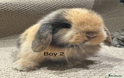 Mini Lop rabbits for sale: 🐰STUNNING MINI LOPS 🐰 ready to reserve!! - Image 3