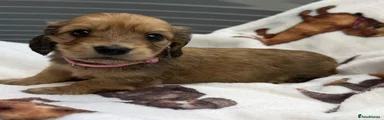Dachshund 3