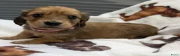 Dachshund dogs for sale: Long-haired RKC reg. mini dachshund  - Advert 13