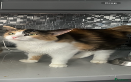 Mixed Breed cats for sale: Kittens for sale  - Image 9