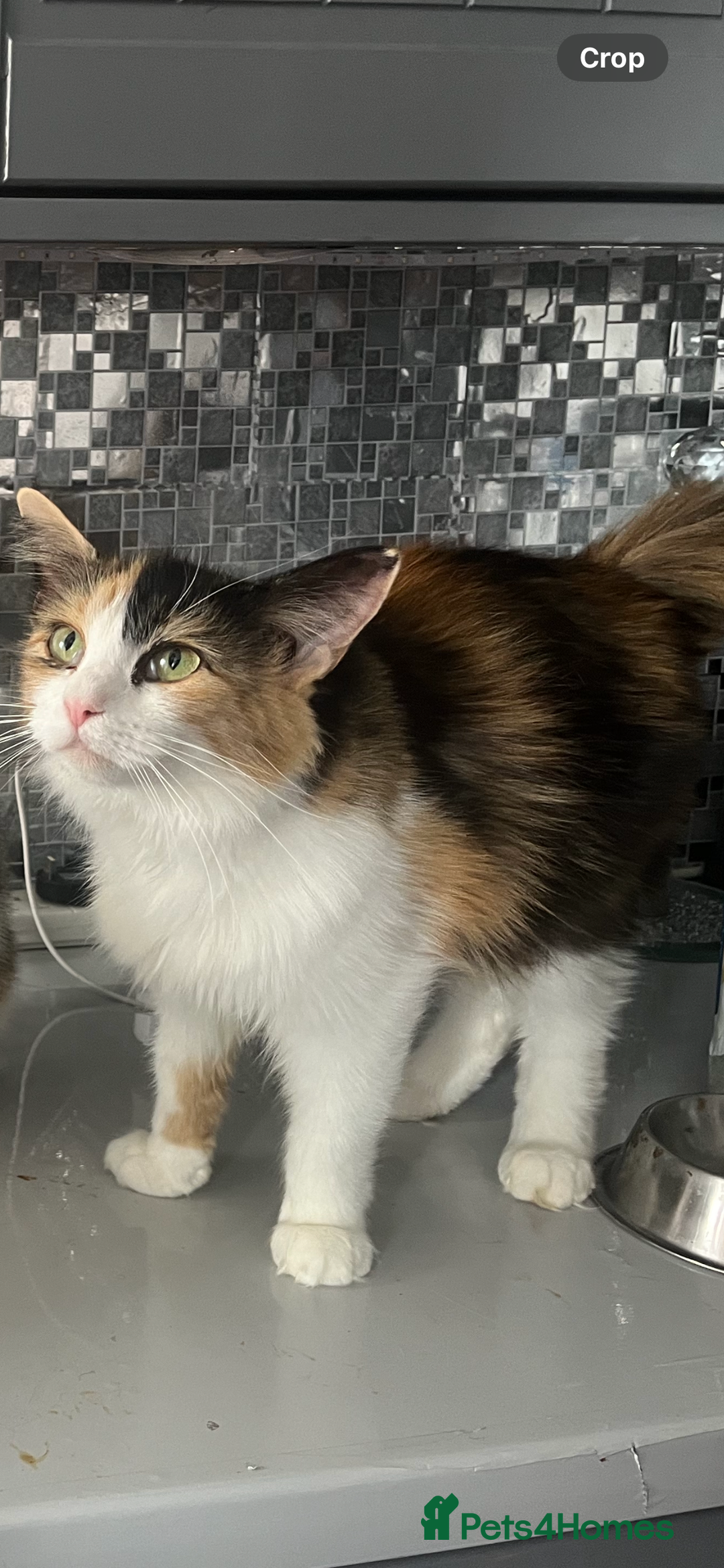 Mixed Breed cats for sale: Kittens for sale  - Image 9