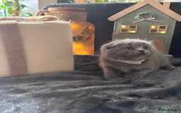 Scottish Fold cats for sale: Beautiful British Shorthair Scottish Fold Kittens - Advert 6