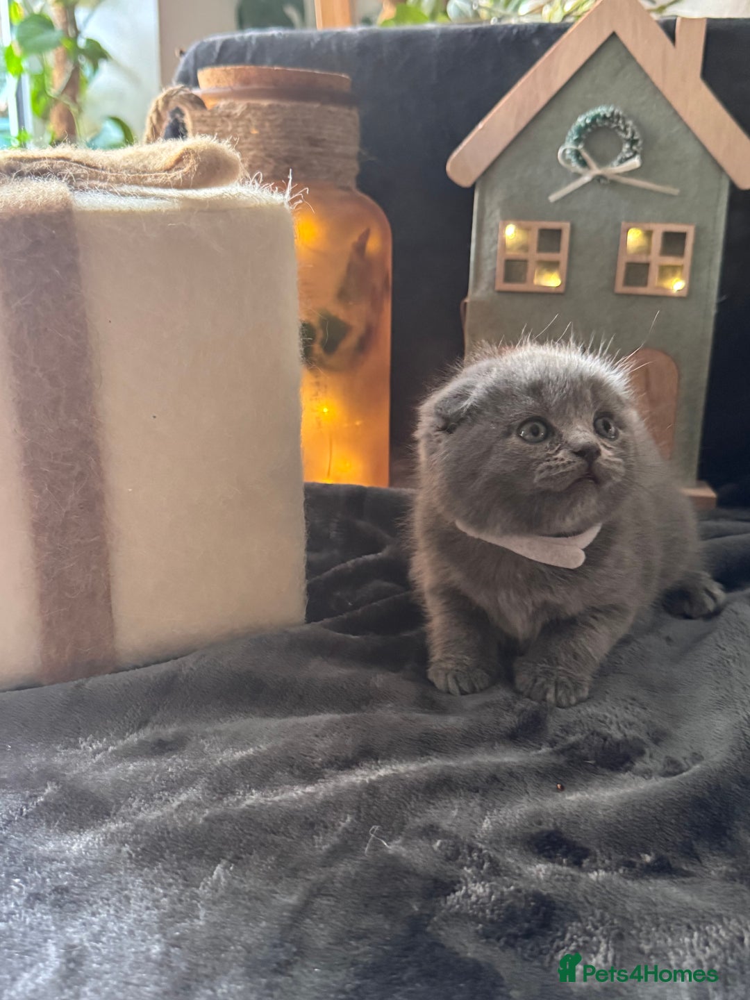 Scottish Fold cats for sale: Beautiful British Shorthair Scottish Fold Kittens - Advert 6