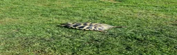 Hermann Tortoise reptiles for sale: Hermanns tortoise  - Advert 20