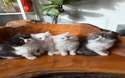 Persian cats for sale: BeautifulPersian Kittens - Image 8
