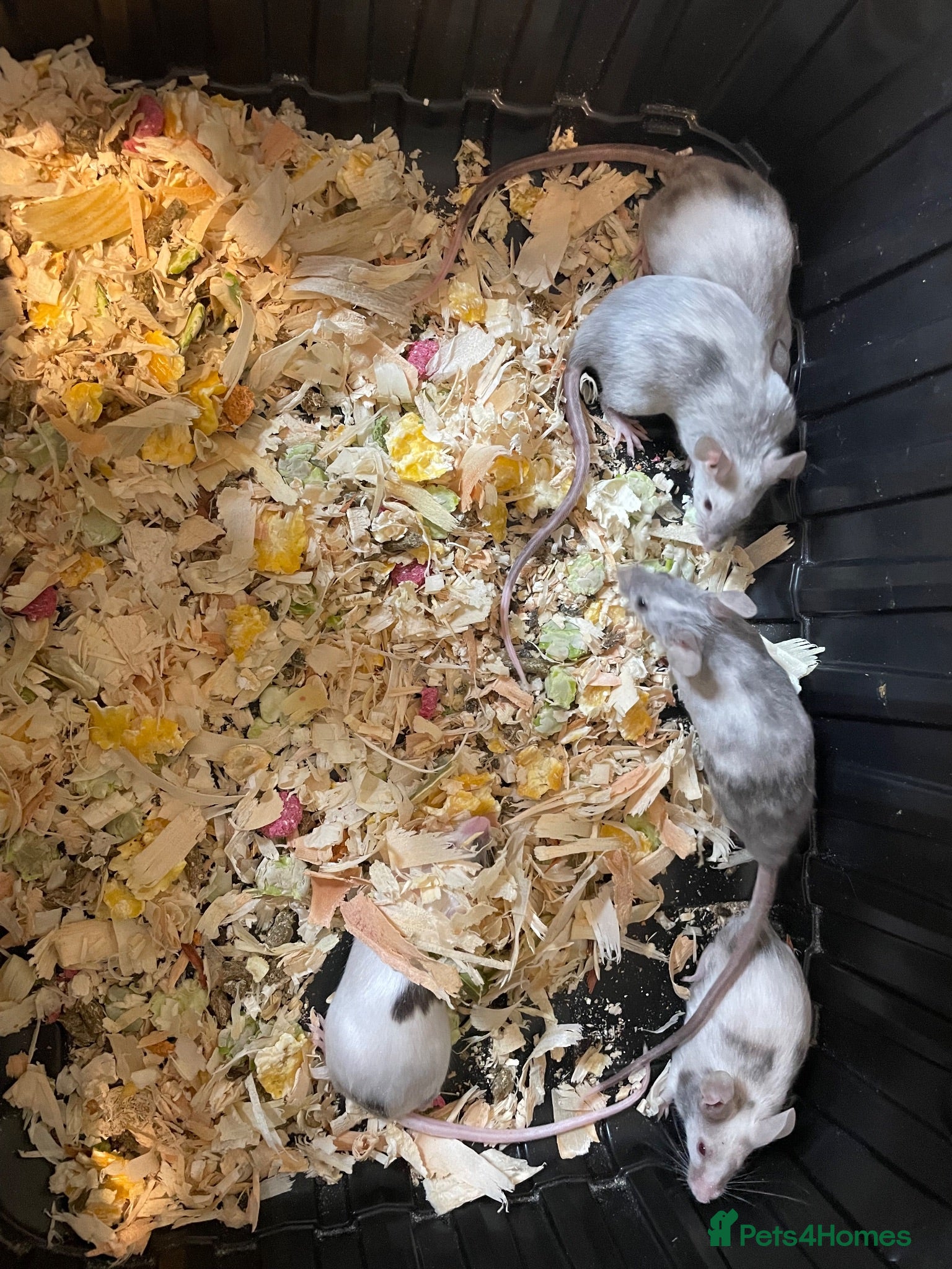 Mouse rodents Fancy mice  - Advert 1