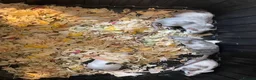 Mouse rodents for sale: Fancy mice  in Brighouse - Advert 1