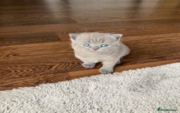 British Shorthair cats for sale: BSH kitten ready to leave 15th October  - Image 2
