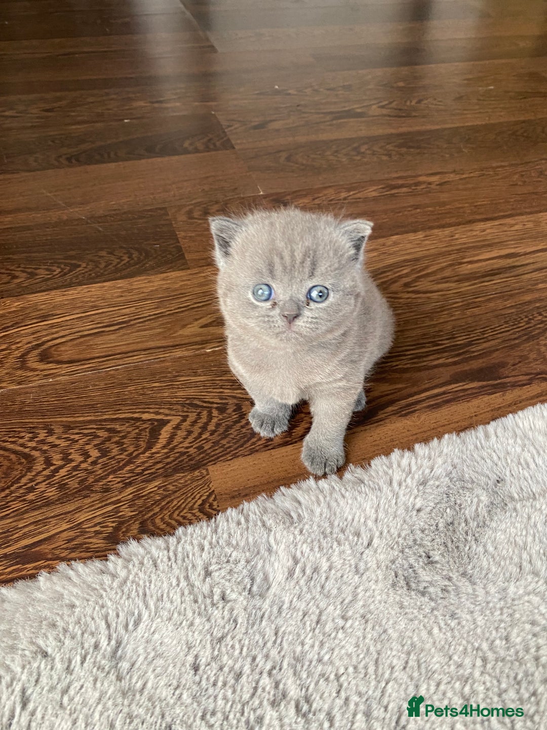 British Shorthair cats for sale: BSH kitten ready to leave 15th October  - Image 2
