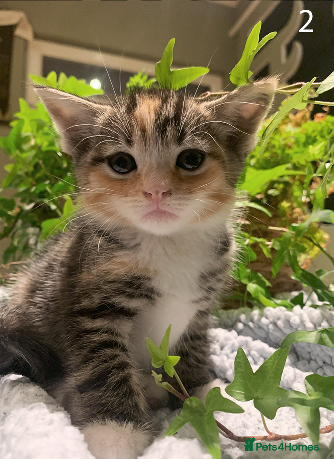 Mixed Breed cats for sale: KITTENS! Batch of cuties for sale in Basinsgtoke - Image 1