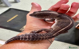 Gecko reptiles for sale: Breeding pair of African Fat Tailed Geckos  - Image 2