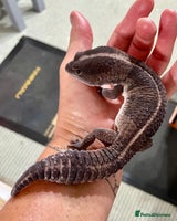 Gecko reptiles Breeding pair of African Fat Tailed Geckos - Advert 4