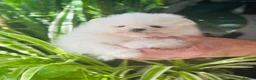 Pomeranian dogs for sale: KC white pomeranian pups ready now !  - Advert 1