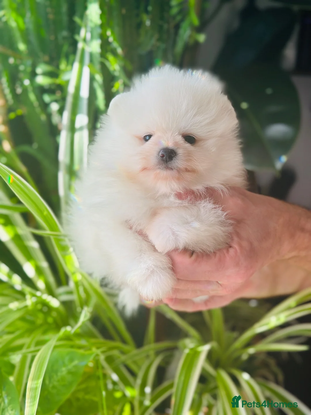 Pomeranian dogs for sale: KC white pomeranian pups ready now !  - Advert 1