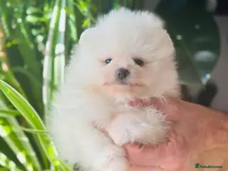 Pomeranian dogs KC white pomeranian pups ready now ! - Advert 2