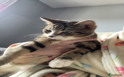 British Shorthair cats for sale: One female one male 9  months old kittens  - Image 2