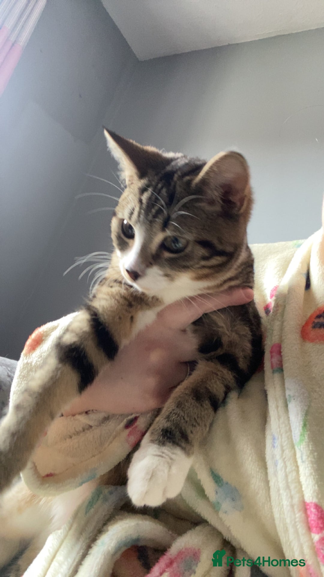 British Shorthair cats for sale: One female one male 9  months old kittens  - Image 2