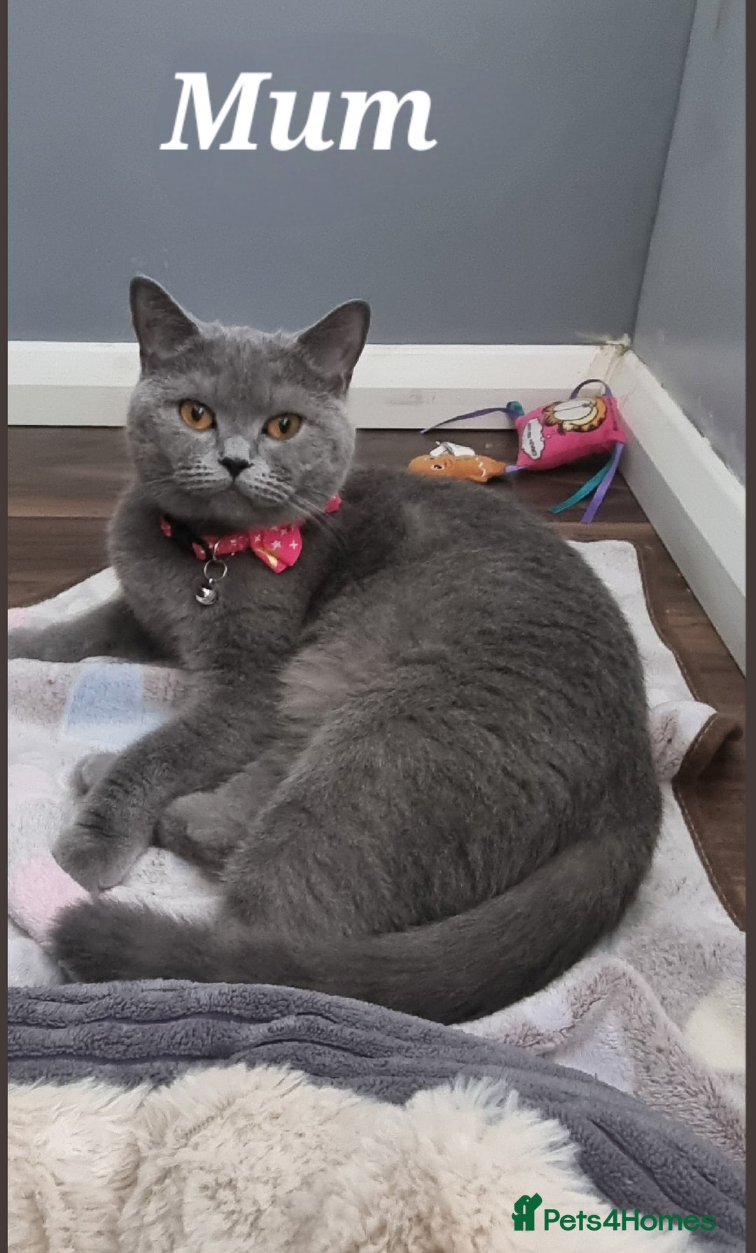 Scottish Fold cats for sale: Scottish Fold/Straight kittens  - Advert 2