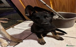 German Shepherd dogs for sale: German shepherd  - Image 5