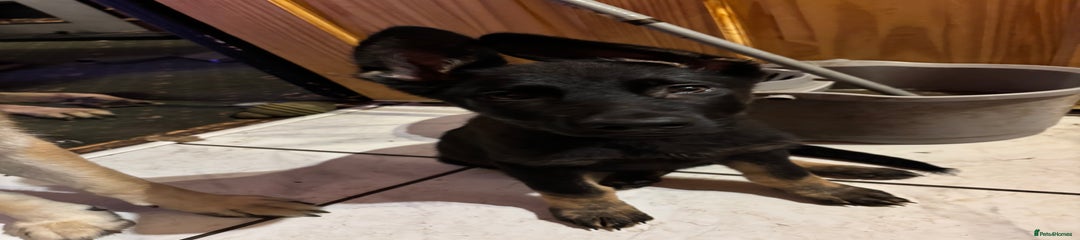 German Shepherd Puppy 2