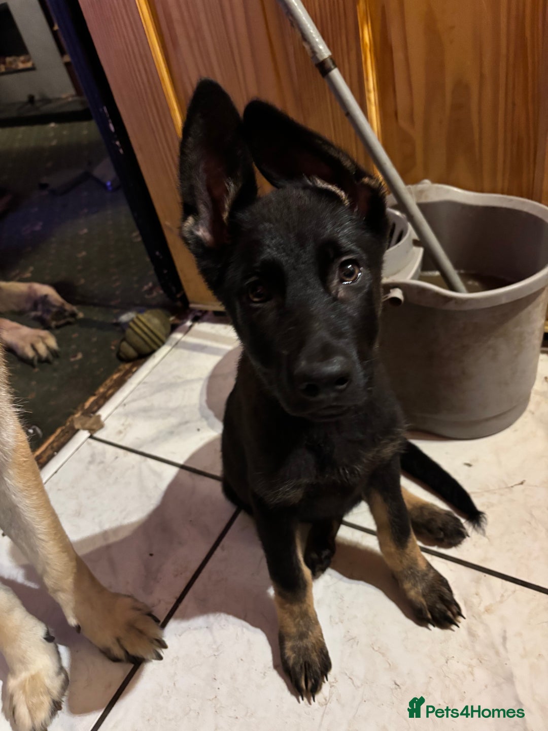 German Shepherd dogs for sale: German shepherd  - Image 5