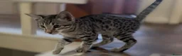 Bengal cats for sale: Stunning Snow Sepia Bengal x Savannah Kitten  - Advert 19